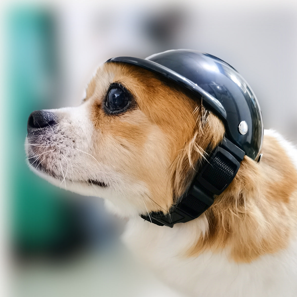 Pet Helmet Headwear and Goggles