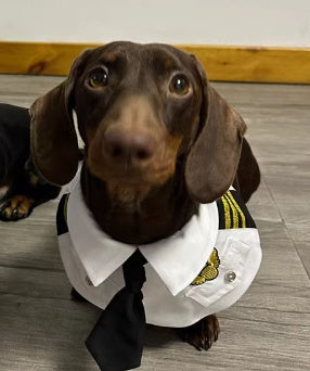 Pilot Dog Costume/ Accessories